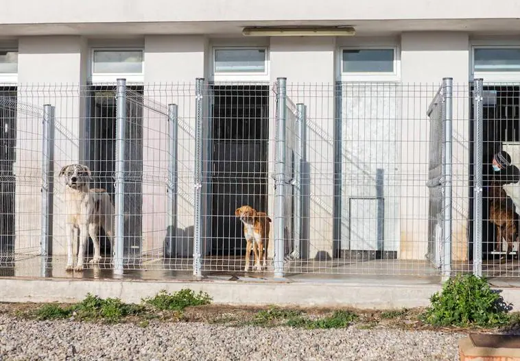 El Ayuntamiento le exige a la empresa que gestiona el Centro de Acogida de Animales que cumpla el servicio